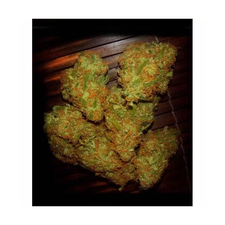  Amnesia VIP Feminizada【Vip Seeds】