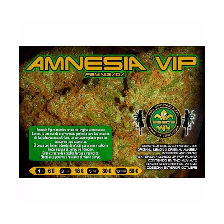  Amnesia VIP Feminizada【Vip Seeds】