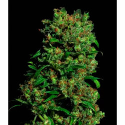 CRITICAL VIP