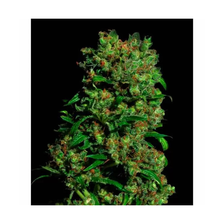 Critical VIP FeminizadaVip Seeds