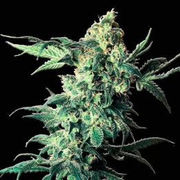  Northern VIP Feminizada【Vip Seeds】