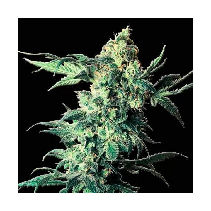 Northern VIP FeminizadaVip Seeds