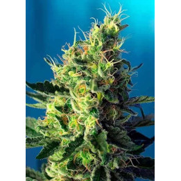 Sweet Pure CBD FeminizadaSweet Seeds