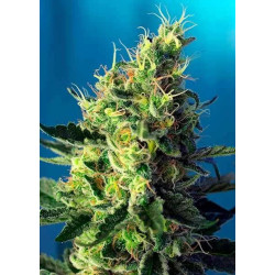 SWEET PURE CBD