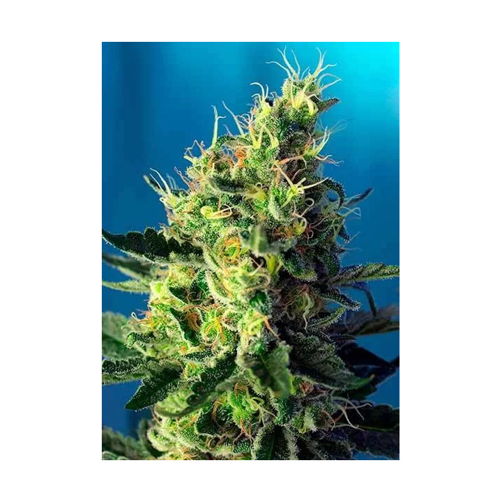 Sweet Pure CBD FeminizadaSweet Seeds