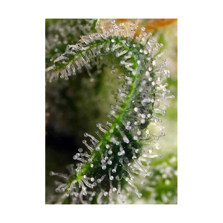 Sweet Pure CBD FeminizadaSweet Seeds