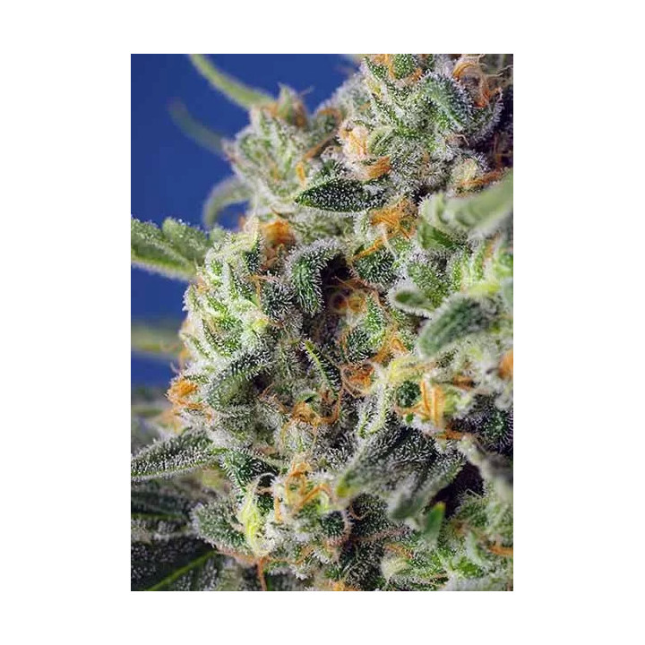 Sweet Pure CBD FeminizadaSweet Seeds