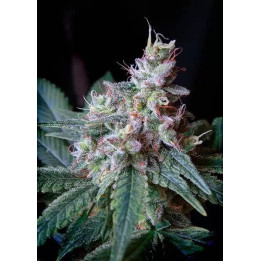  Cream Caramel Fast Version Feminizada【Sweet Seeds】