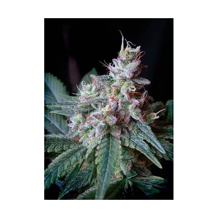  Cream Caramel Fast Version Feminizada【Sweet Seeds】