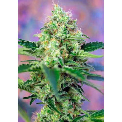 Crystal Candy