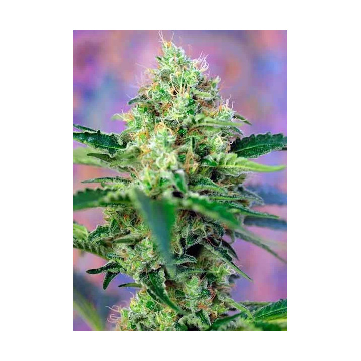 Crystal Candy FeminizadaSweet Seeds