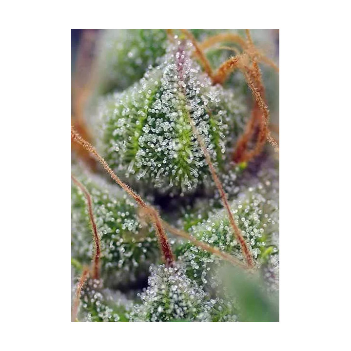 Crystal Candy FeminizadaSweet Seeds