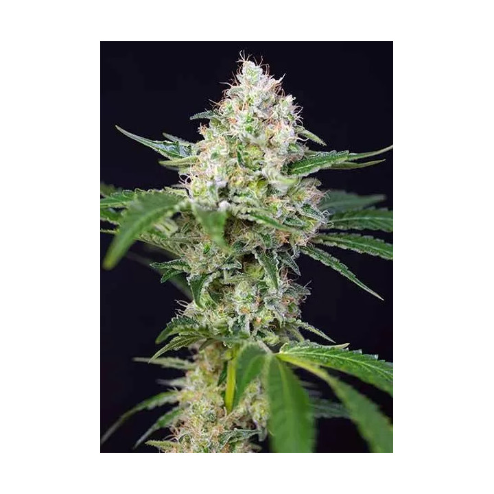 Crystal Candy FeminizadaSweet Seeds