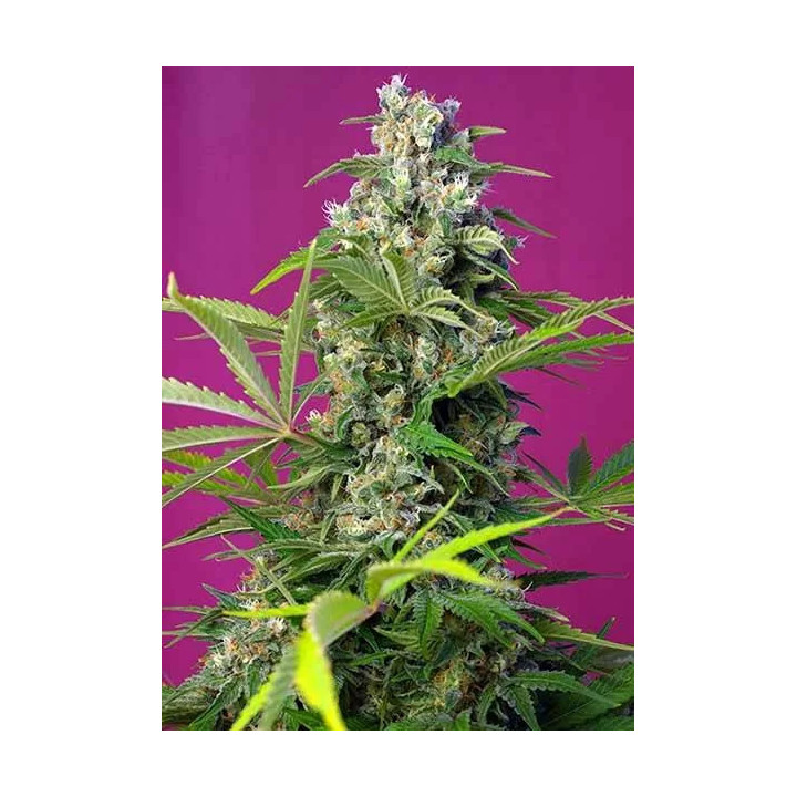 Gorilla Girl FeminizadaSweet Seeds