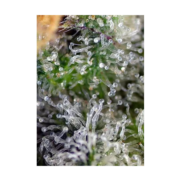 Gorilla Girl FeminizadaSweet Seeds