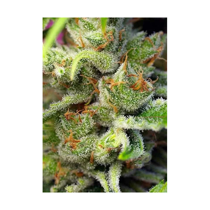 Gorilla Girl FeminizadaSweet Seeds