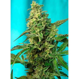  Green Poison Fast Version Feminizada【Sweet Seeds】