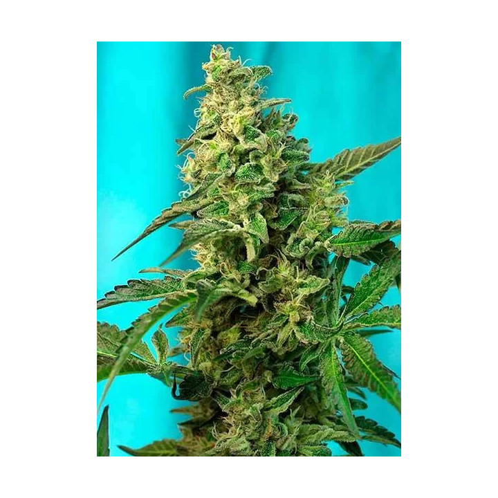 Green Poison Fast Version FeminizadaSweet Seeds