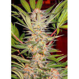  S.A.D. Sweet Afgani Delicious Feminizada【Sweet Seeds】