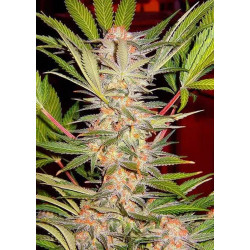 S.A.D Sweet Afgani Delicious CBD