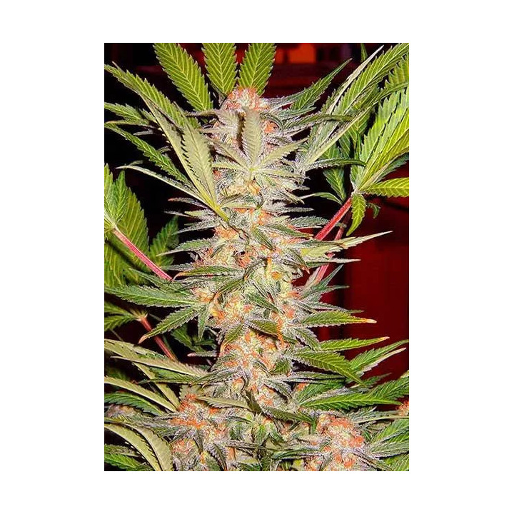 S.A.D. Sweet Afgani Delicious FeminizadaSweet Seeds
