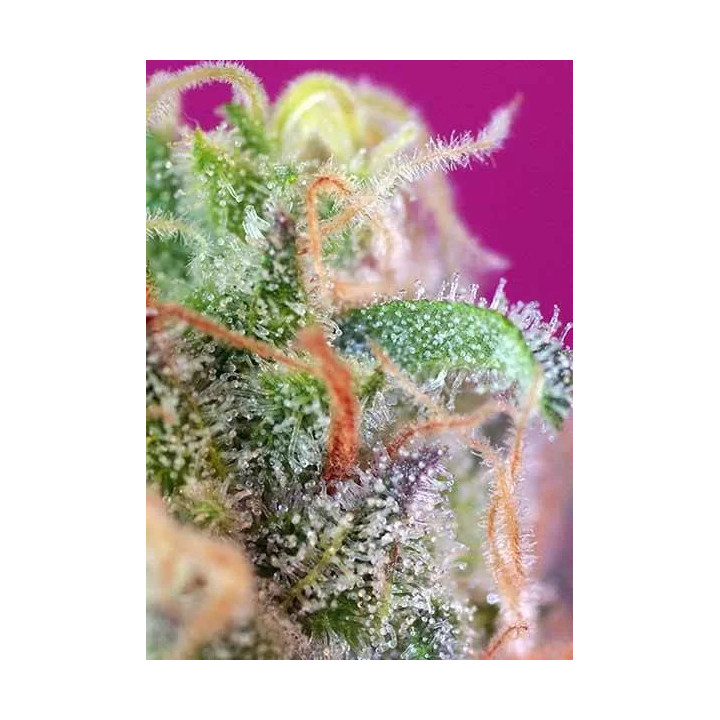S.A.D. Sweet Afgani Delicious FeminizadaSweet Seeds
