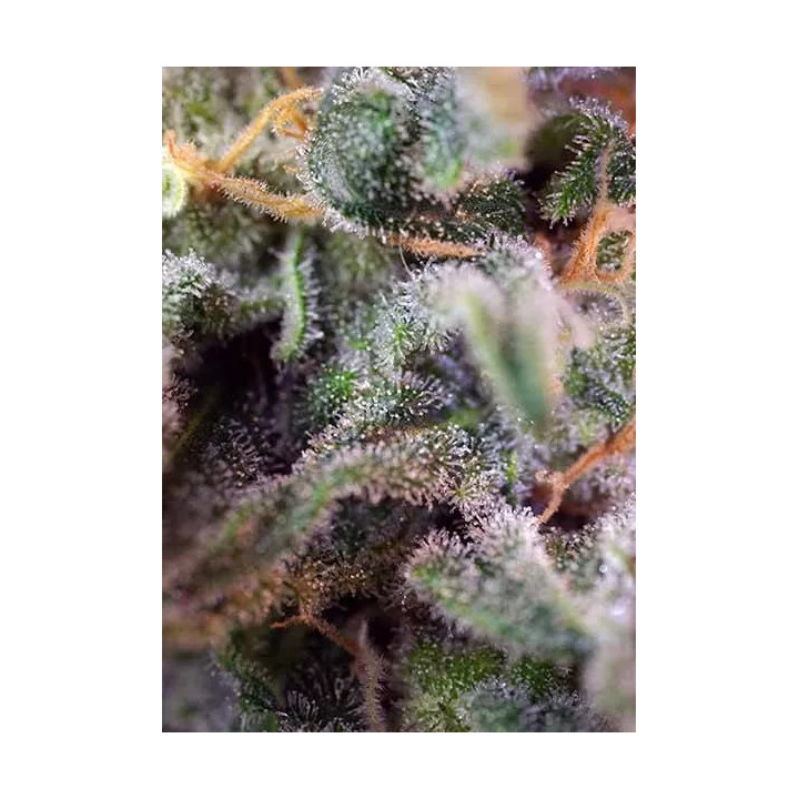 S.A.D. Sweet Afgani Delicious FeminizadaSweet Seeds