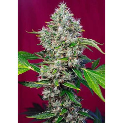 SAN FERNANDO LEMON KUSH