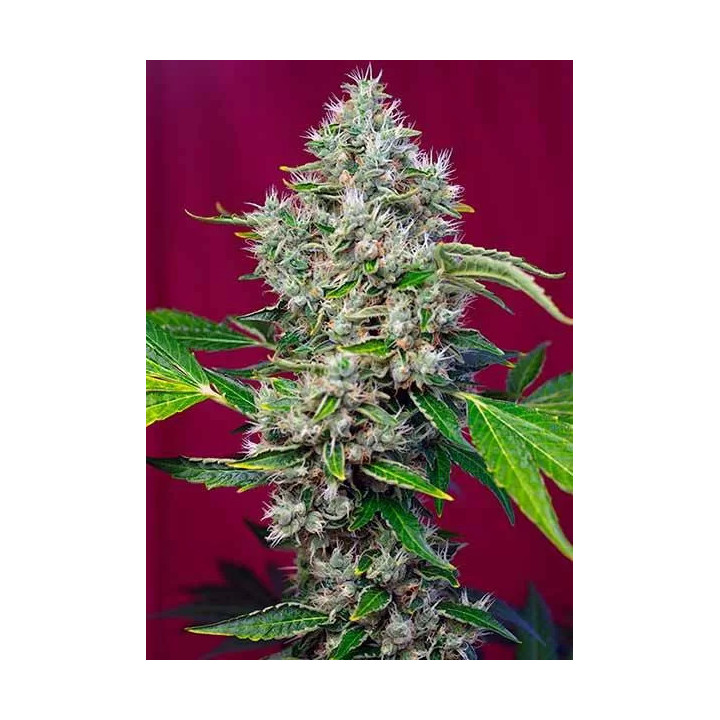 San Fernando Lemon Kush FeminizadaSweet Seeds