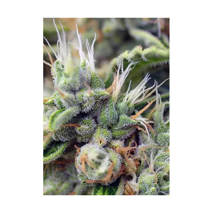 San Fernando Lemon Kush FeminizadaSweet Seeds