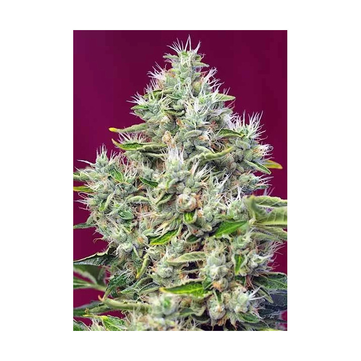 San Fernando Lemon Kush FeminizadaSweet Seeds