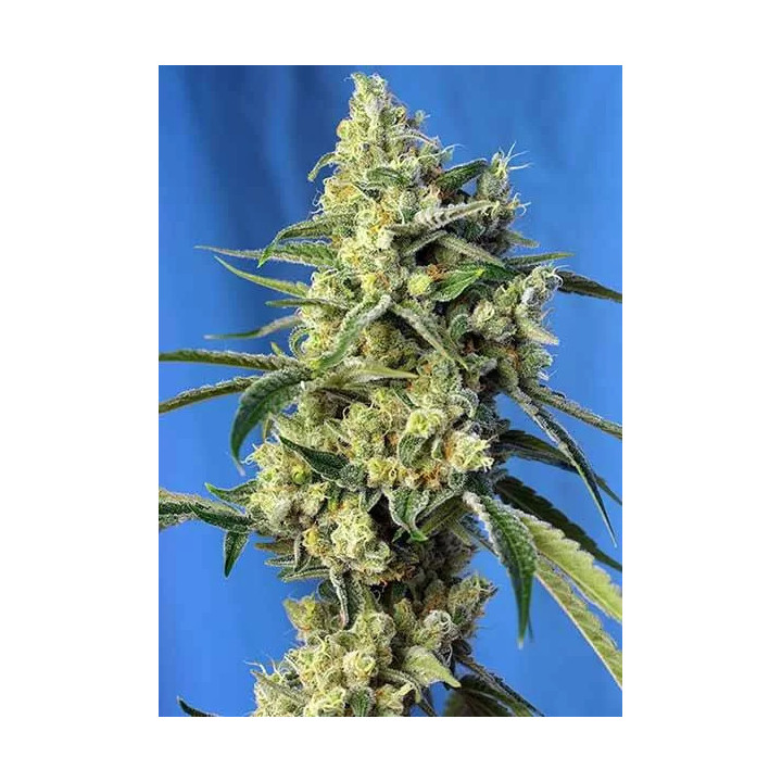 Sweet Amnesia Haze FeminizadaSweet Seeds