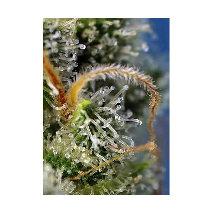 Sweet Amnesia Haze FeminizadaSweet Seeds