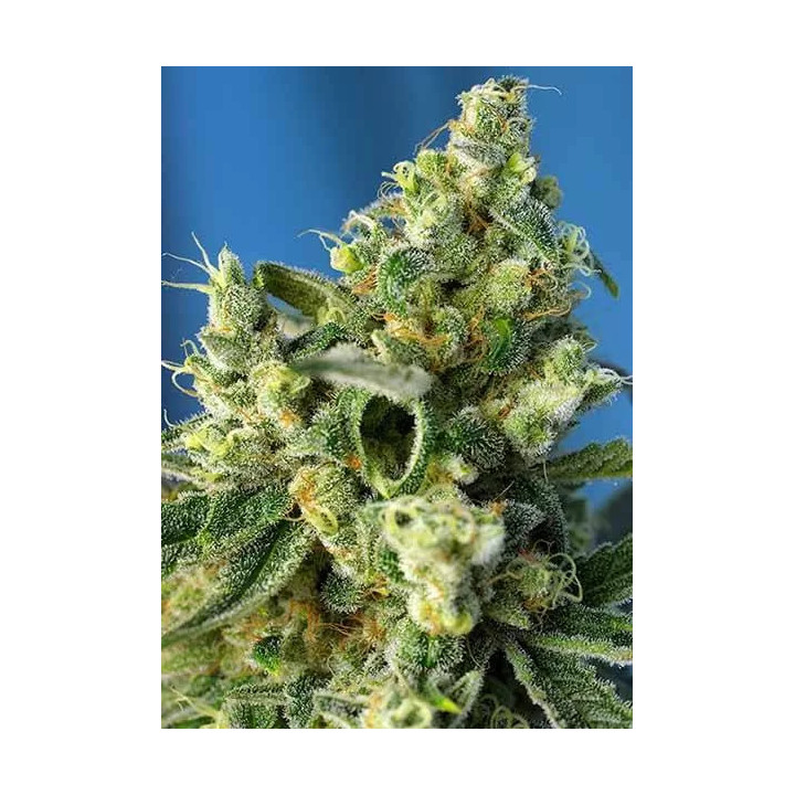 Sweet Amnesia Haze FeminizadaSweet Seeds