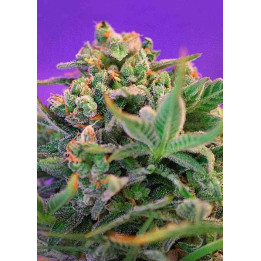  Sweet Cheese Fast Version Feminizada【Sweet Seeds】