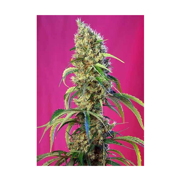 Black Jack CBD FeminizadaSweet Seeds