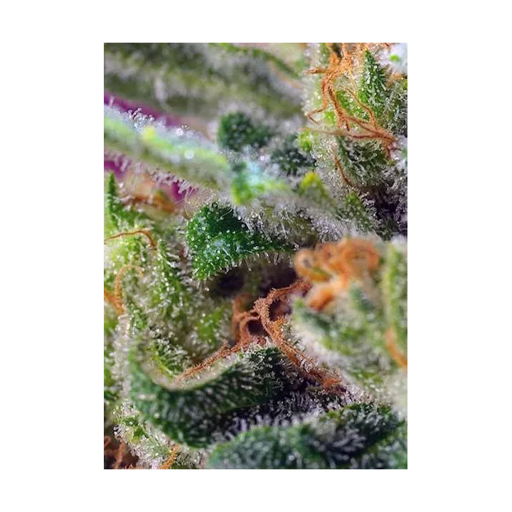 Black Jack CBD FeminizadaSweet Seeds