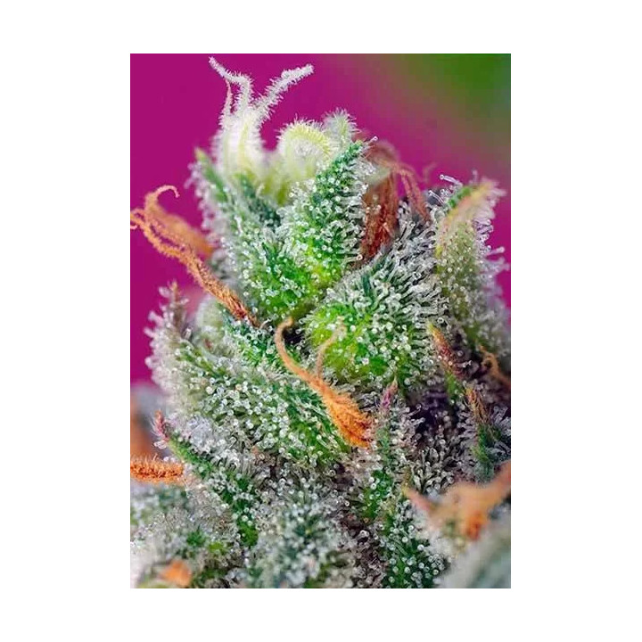 Black Jack CBD FeminizadaSweet Seeds