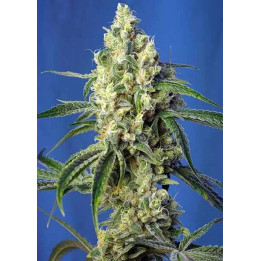  Green Poison CBD Feminizada【Sweet Seeds】