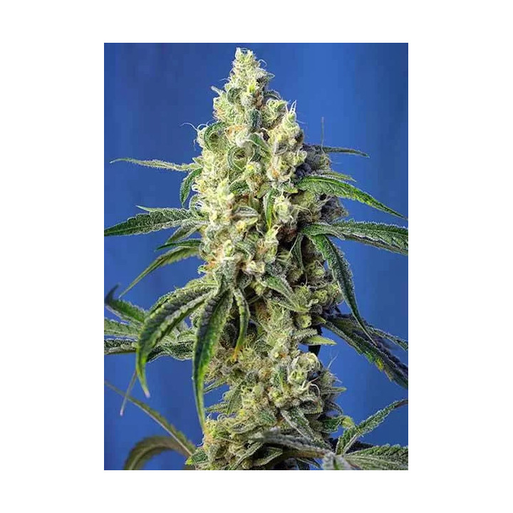 Green Poison CBD FeminizadaSweet Seeds