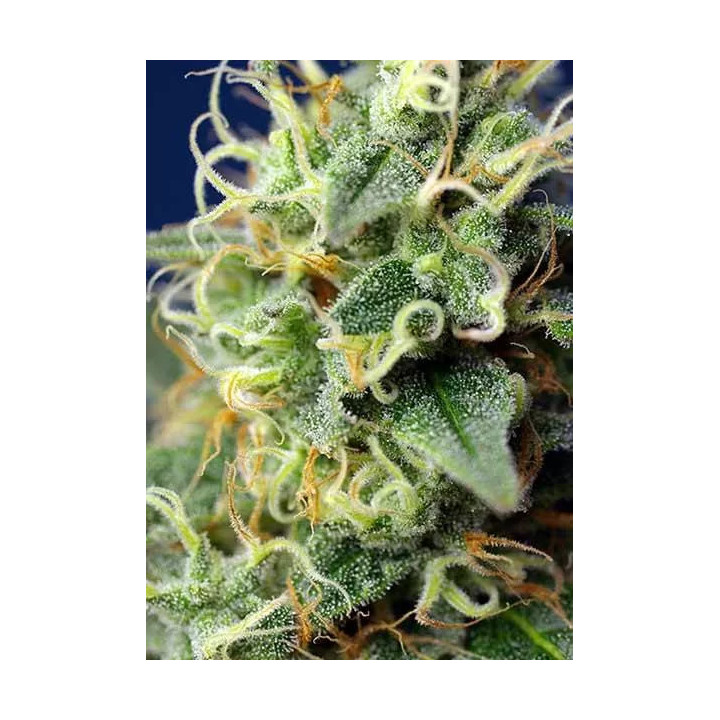 Green Poison CBD FeminizadaSweet Seeds