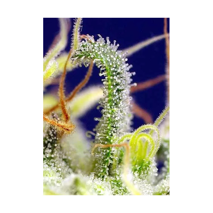 Green Poison CBD FeminizadaSweet Seeds