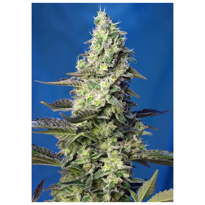 Green Poison XL AutoSweet Seeds Autofloreciente
