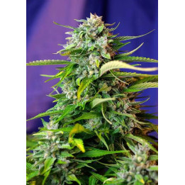  Jack 47 Auto【Sweet Seeds Autofloreciente】