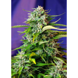 JACK 47 AUTO