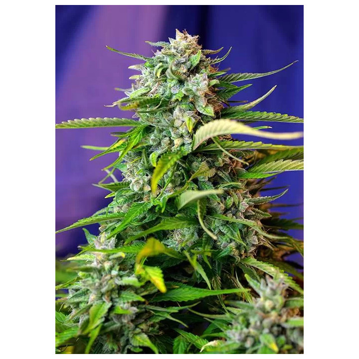  Jack 47 Auto【Sweet Seeds Autofloreciente】