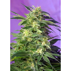KILLER KUSH AUTO