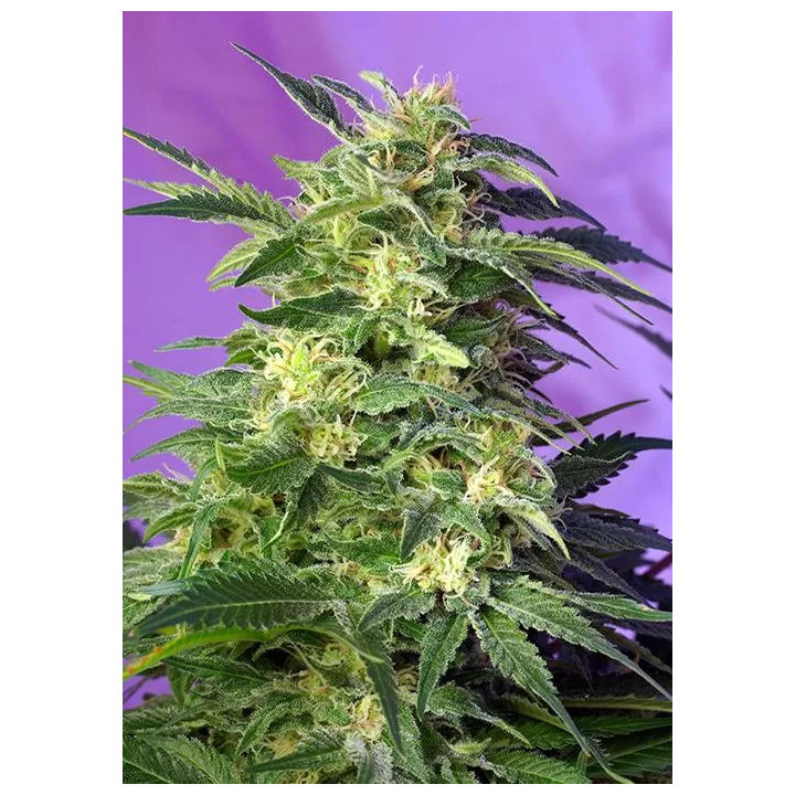 Killer Kush AutoSweet Seeds Autofloreciente