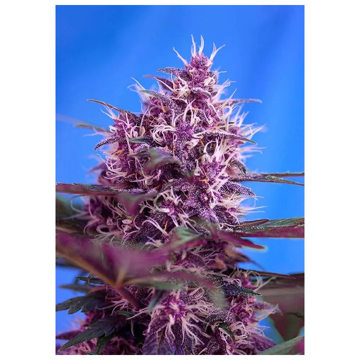 Red PoisonSweet Seeds Autofloreciente