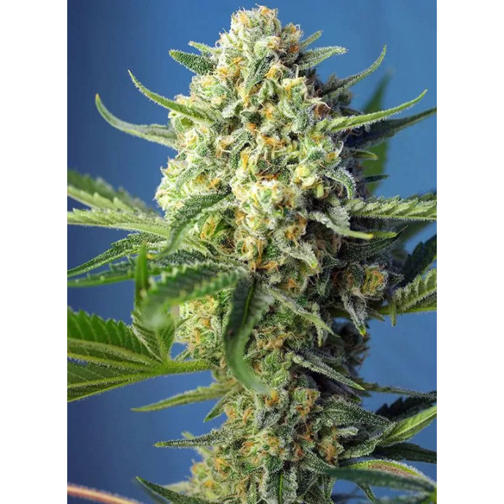 S.A.D. AutoSweet Seeds Autofloreciente